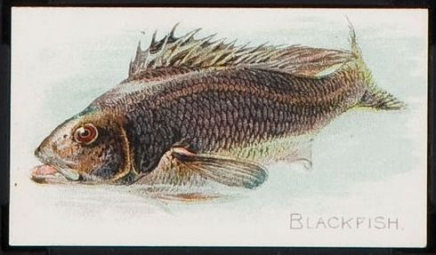 T58 Blackfish.jpg